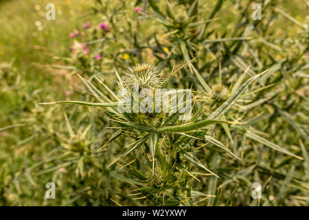 Spiny Green Wild Flower Wooly Thistle Cirsium Eriophorum Stock Photo