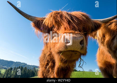 two hairy Scottish highland cattles on a green meadow in switzerland ...
