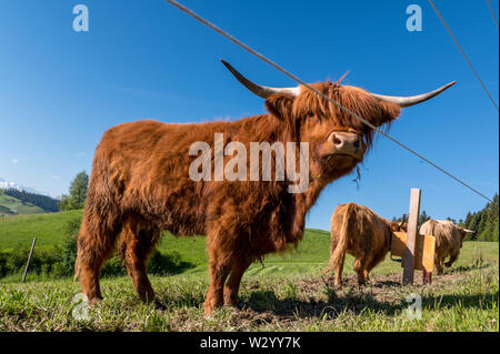 three hairy Scottish highland cattles on a green meadow in switzerland ...