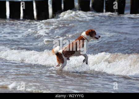 Dog on the beach of the Baltic Sea Stock Photo