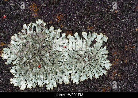 background of macro view silver grey foliose lichen with red spider mites on dark soft focus paving Stock Photo