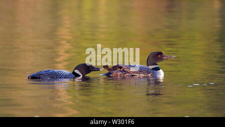 Common Loon (Gavia immer) feeding its chick in Ontario, Canada Stock Photo