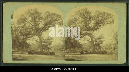 Old elm tree, Boston Common, from Robert N Dennis collection of stereoscopic views Stock Photo
