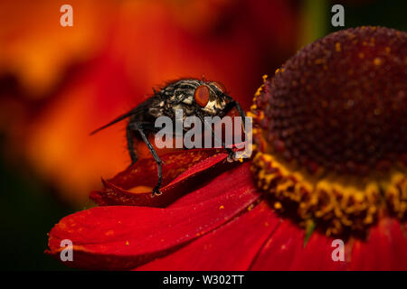 common house fly macro image on a red flower