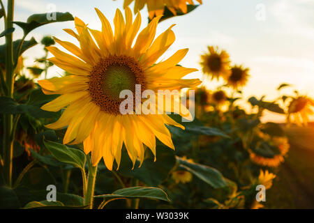One sunflower in a field with beautiful warm sunlight during sunset in Bornheim, Germany - focus on flower head, blurred background, back light Stock Photo