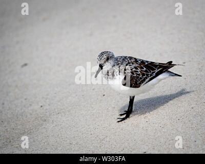 Gulf Shores, AL USA - 05/11/2019  -  Shorebirds in Gulf Shores AL Stock Photo