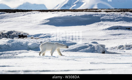 Young adult female polar bear walks across the snow and ice of Svalbard, a Norwegian archipelago between mainland Norway and the North Pole. Stock Photo