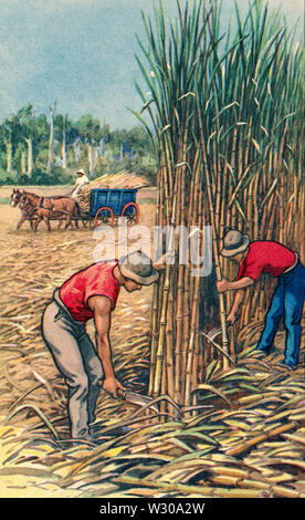Men cutting sugar cane in Australia.  From a contemporary print, c.1935. Stock Photo