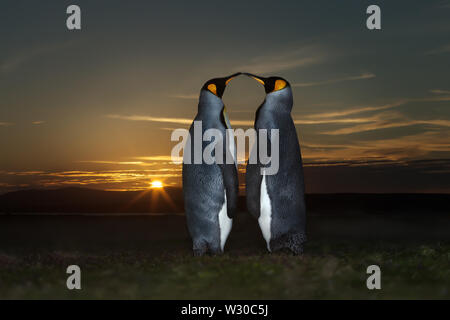 Close up of two King penguins (Aptenodytes patagonicus) at sunset, Falkland Islands. Stock Photo