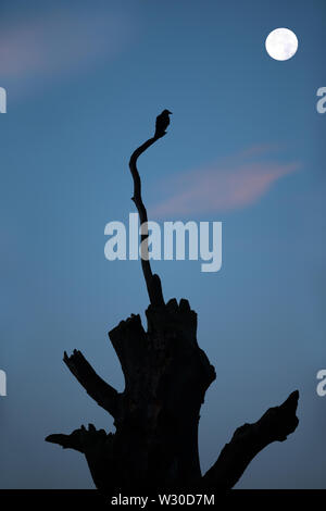 Silhouette of a crow perched on a tree at night of a full moon. Stock Photo