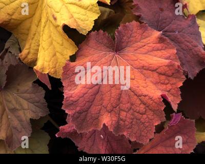 Close up of colorful coral bells mega caramel leaves Stock Photo