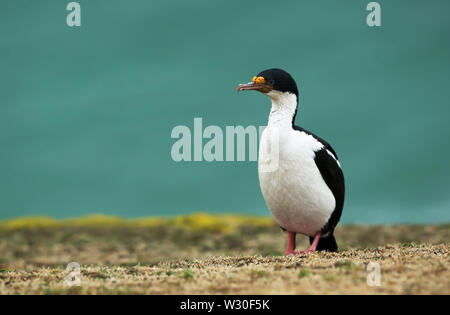 Close-up of an Imperial shag (Leucocarbo atriceps), Falkland Islands. Stock Photo