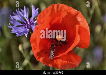Insect at a poppy flower Stock Photo