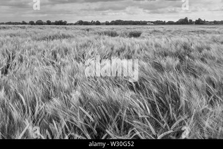 Wheat field during strong winds and heavy rainfall on overcast morning in summer, Beverley, Yorkshire, UK. Stock Photo