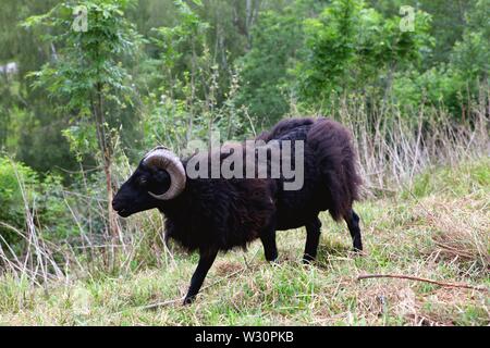 Adult black goat stand in a summer grass. Stock Photo