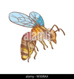 Color Flying Honey Bee Insect Gathering Nectar Vector Stock Vector