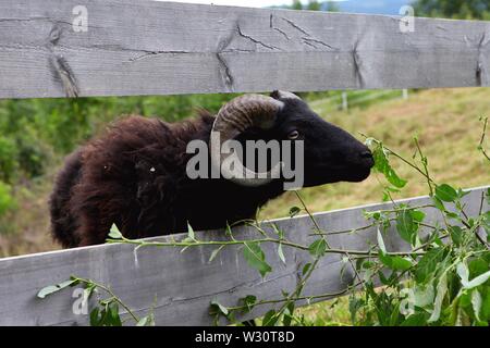 Adult black goat stand in a summer grass. Stock Photo