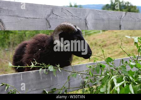 Adult black goat stand in a summer grass. Stock Photo