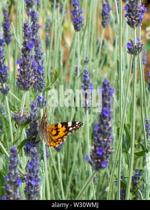Butterflies in lavender field, Lasithi Plateau, Greece Stock Photo