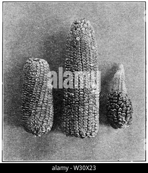 PSM V77 D207 Effects of inbreeding and crossbreeding in maize Stock Photo