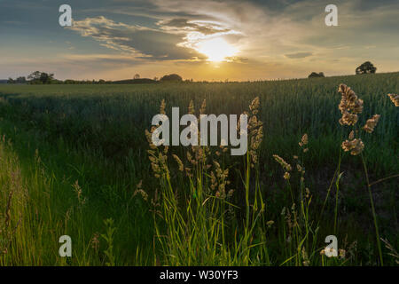 Flowering feathery wild grasses at sunset backlit by the sun at the edge of a lush green farm field with colorful orange sky and clouds Stock Photo