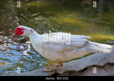 His head is a white duck. a mute duck cairina moschata rests on a boulder in the middle of the pond with his chicks .Muscovy duck, Cairina moschata, A Stock Photo