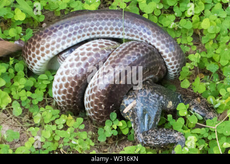 Nature red in tooth and claw: ptyas korros (Indo-Chinese rat snake) killing a frog, Ta Prohm, Angkor, Siem Reap, Cambodia Stock Photo