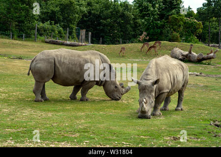 Black rhinoceros in the zoo in Veszprem Hungary Stock Photo