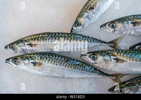 Atlantic mackerel /  Norwegian mackerel / Scottish mackerel (Scomber scombrus) fishes on ice on display in fish shop / fish market Stock Photo