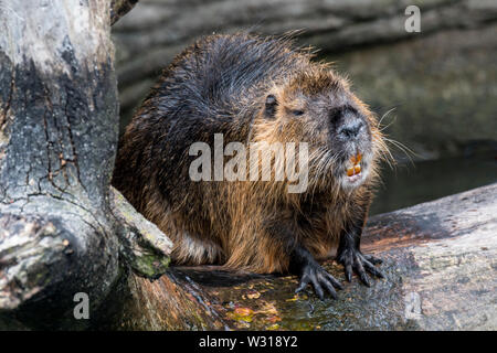 Coypu / nutria (Myocastor coypus) introduced species from South America, resting on log and showing large orange incisors / front teeth Stock Photo