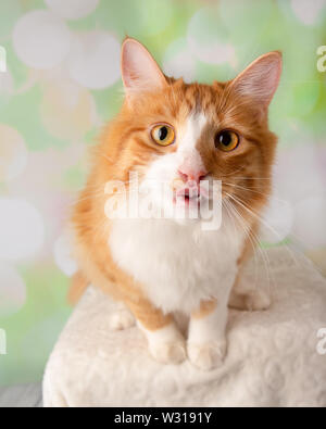 Cat making a funny face by sticking out his tongue to a rubber duck ...