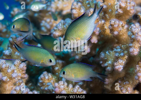 Arabian chromis (Chromis flavaxilla) fish hiding in a hard coral. Small fish with light yellow colored body. Stock Photo