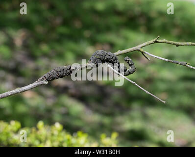 Black Knot Fungus, Dibotryon morbosum or Apiosporina morbosa, on plum tree branch Stock Photo