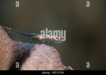 Macro photo of a Common ghostgoby (Pleurosicya mossambica) fish perched on a hard coral close up. Stock Photo