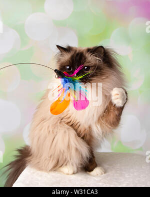 Blue Eyed Ragdoll Breed Cat Sitting Swatting Feather Toy on a Colorful Spring Background Stock Photo