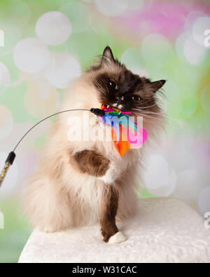 Blue Eyed Ragdoll Breed Cat Sitting Playing and Biting Feather Toy on a Colorful Spring Background Stock Photo