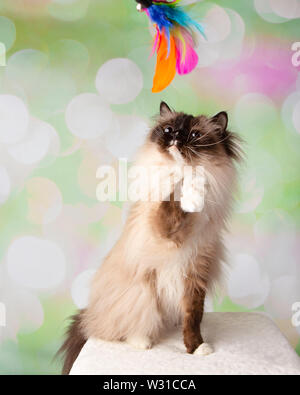 Blue Eyed Ragdoll Breed Cat Sitting Playing with Feather Toy Looking Up on a Colorful Spring Background Stock Photo