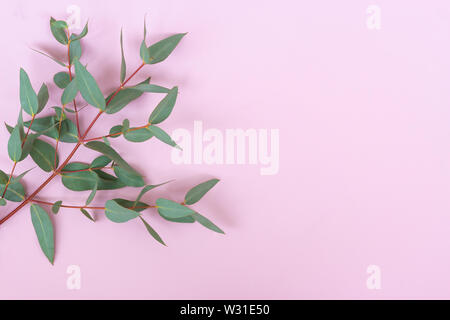 Green Silver dollar Eucalyptus cinerea leaves and branches on pastel pink background. Floral composition. Stock Photo