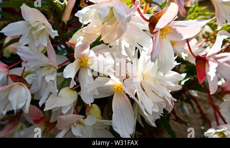 Trailing Tuberous Begonias Stock Photo