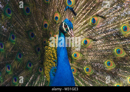 Image of a splendid Indian peacock (Pavo cristatus) fanning out its tail feathers. Stock Photo