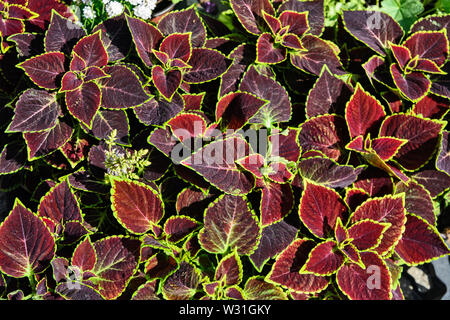 Decorative nettle in flower shop lures customers. Stock Photo