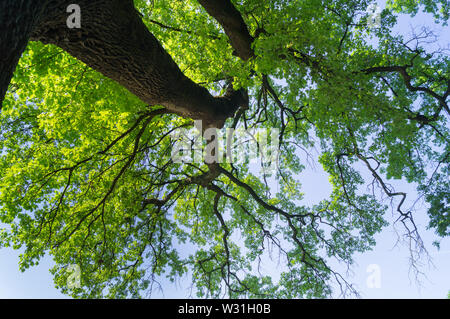 Tree, full of leaves, seen from below Stock Photo