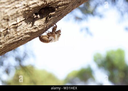 Closeup one empty cicada shell hanging from a tree trunk of an olive tree in an olive grove at summer season in the countryside. Blurred background Stock Photo
