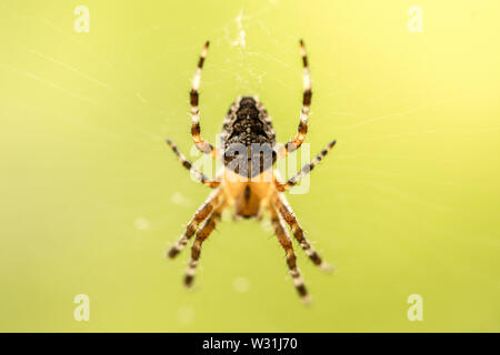 Spider in the middle of spider-web on green background Stock Photo