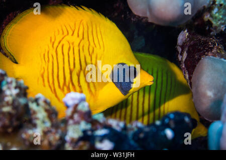 Masked butterflyfish (Chaetodon semilarvatus) hiding in a crevice. Bright yellow fish with dark patch behind it's eye and striped markings on the side