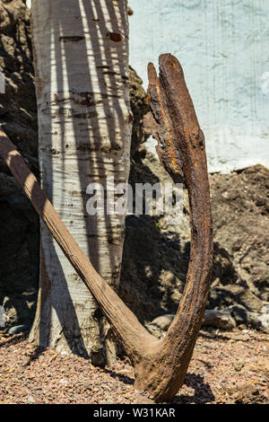 Old metal rusted anchor on lava rocks at the trunk of a young dragon tree. Warm sunny day. Puerto de la Cruz, Tenerife, Spain Stock Photo