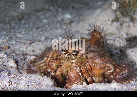 Red Sea anemone hermit crab (Dardanus tinctor) covered with Hermit Crab anemones (Calliactis polypus) on the sandy bottom. Stock Photo
