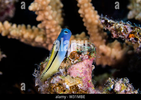 Red Sea mimic blenny (Ecsenius gravieri) fish perched on the reef closeup. Small reef fish with blue front and yellow tail. Stock Photo