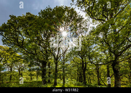 Sunburst in spring woods in Sheefrey Hills area of  County Mayo, Ireland Stock Photo