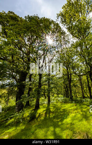 Sunburst in spring woods in Sheefrey Hills area of  County Mayo, Ireland Stock Photo